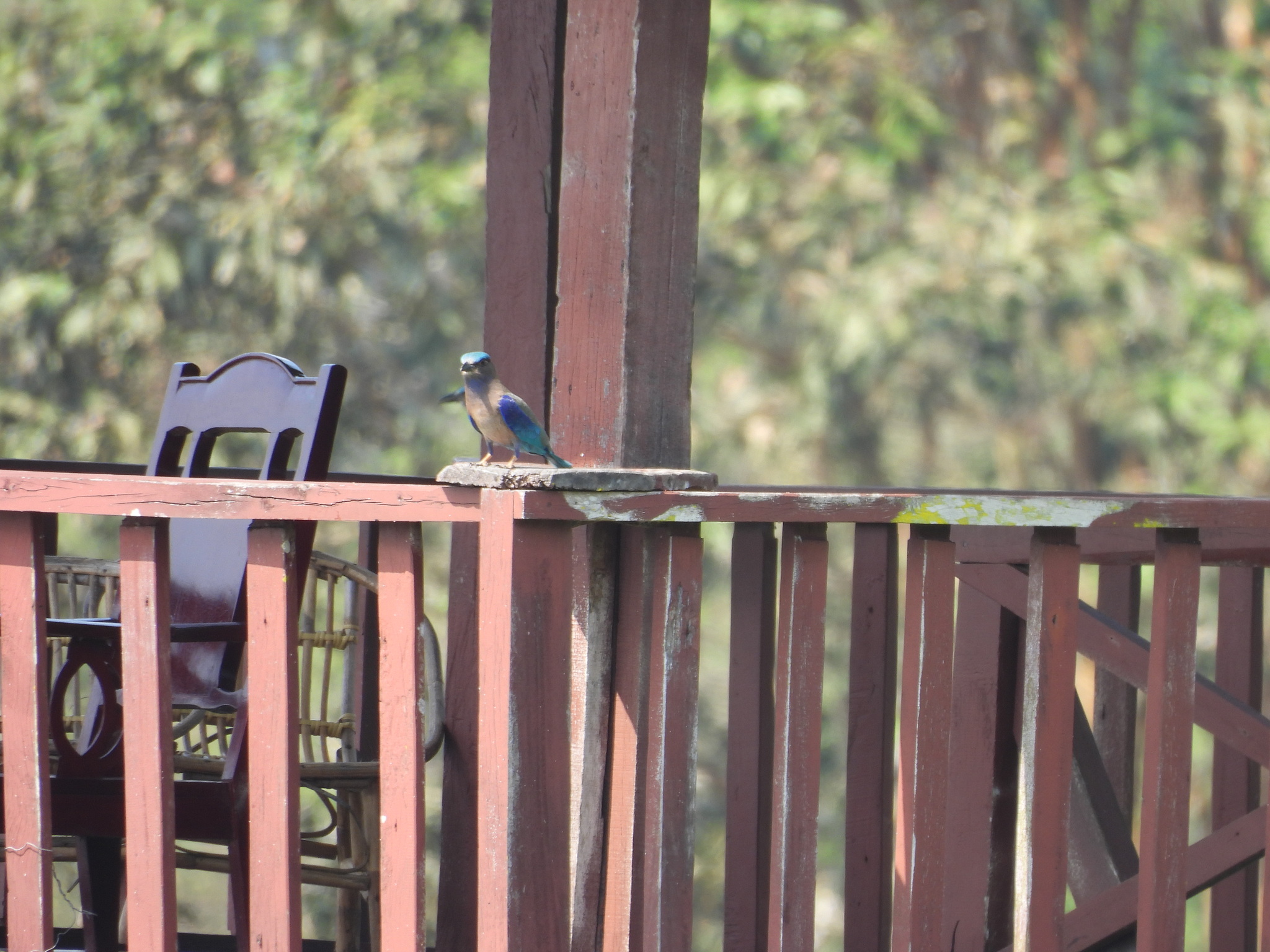 Indochinese Roller (Coracias affinis), photo 1