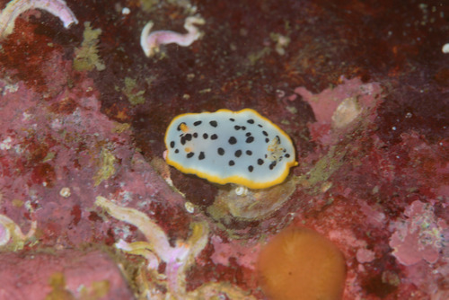 Chromodoris orientalis