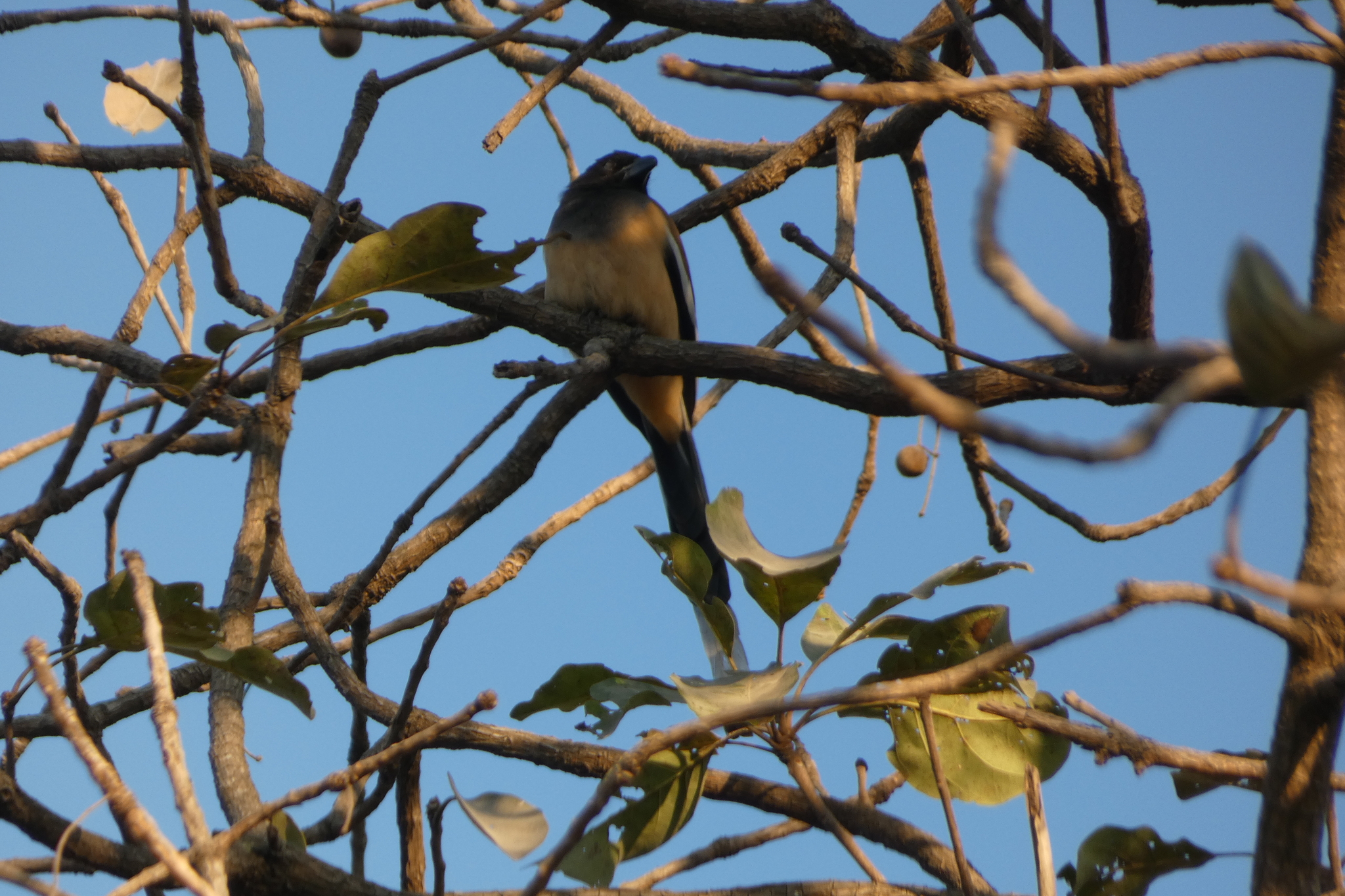 Rufous Treepie (Dendrocitta vagabunda), photo 4
