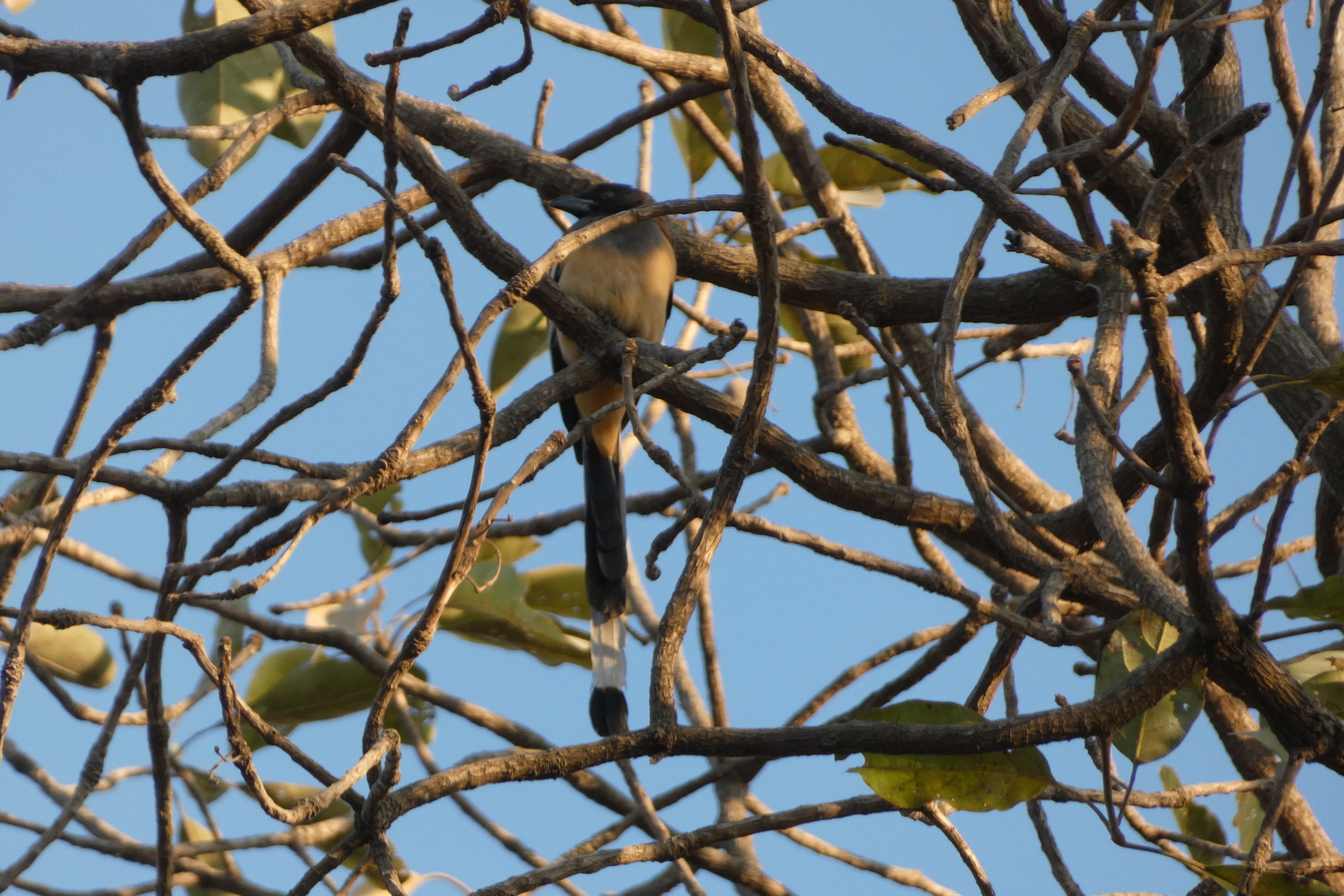 Rufous Treepie (Dendrocitta vagabunda), photo 3