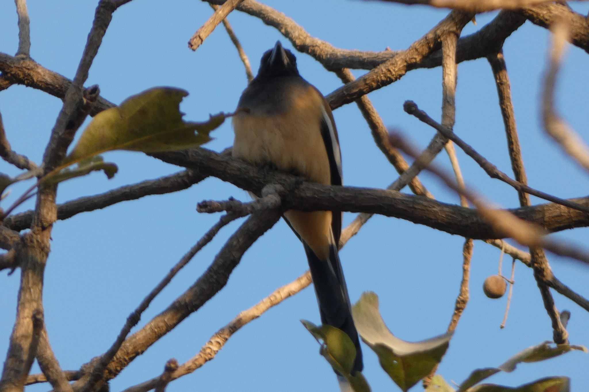 Rufous Treepie (Dendrocitta vagabunda), photo 5