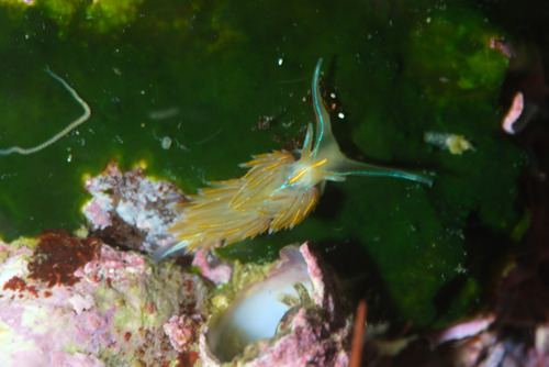Hermissenda crassicornis