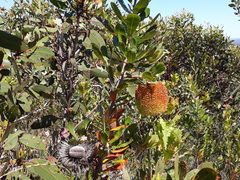 Banksia lemanniana