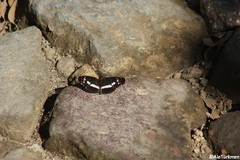 Castilia griseobasalis
