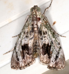 Enchesphora recurvalis