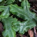 Great Scented Liverwort - Photo (c) Nicola Rammell, some rights reserved (CC BY-NC), uploaded by Nicola Rammell