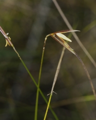 Austrostipa muelleri