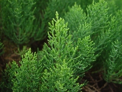 Veronica cupressoides