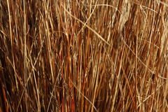 Carex buchananii