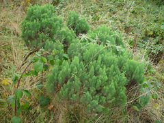Veronica cupressoides