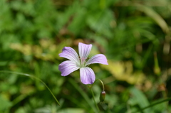 Geranium rectum