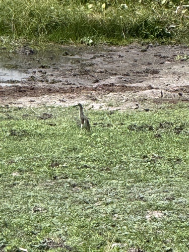 Chinese Pond Heron (Ardeola bacchus), photo 7