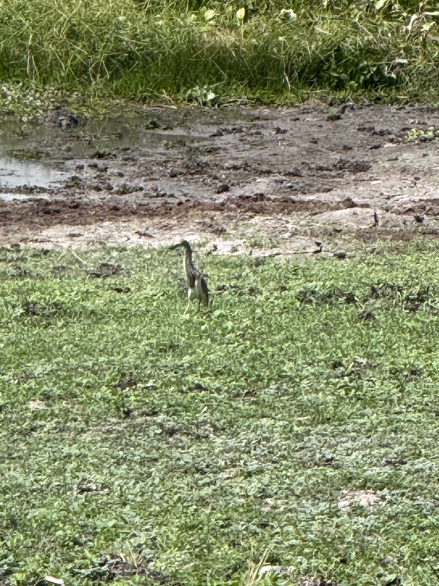 Chinese Pond Heron (Ardeola bacchus), photo 7