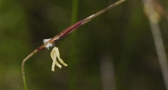Austrostipa muelleri
