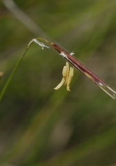 Austrostipa muelleri
