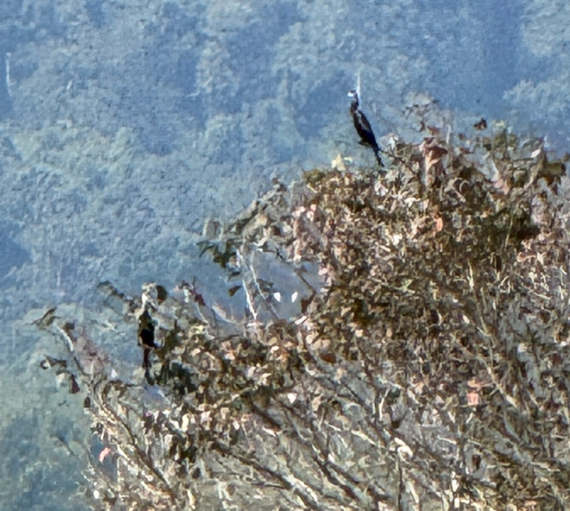 Oriental Darter (Anhinga melanogaster), photo 4