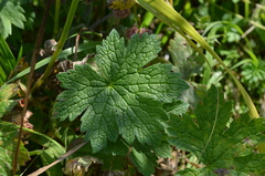 Geranium rectum
