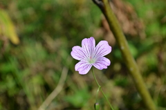 Geranium rectum