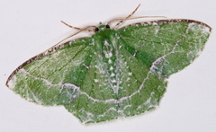 Eucyclodes insperata