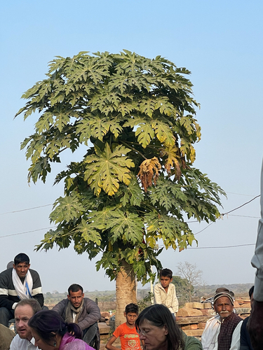 Papaya