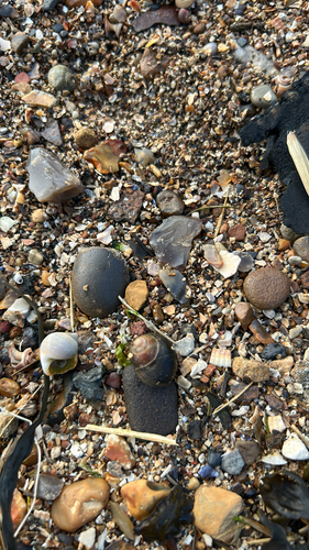 Littorina littorea