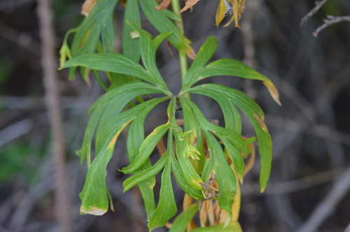 Manyroot Monkshood (Aconitum karakolicum)
