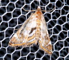 Parapoynx polydectalis