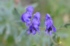 Aconitum karakolicum