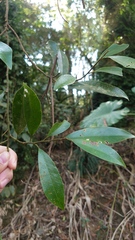 Magnolia compressa