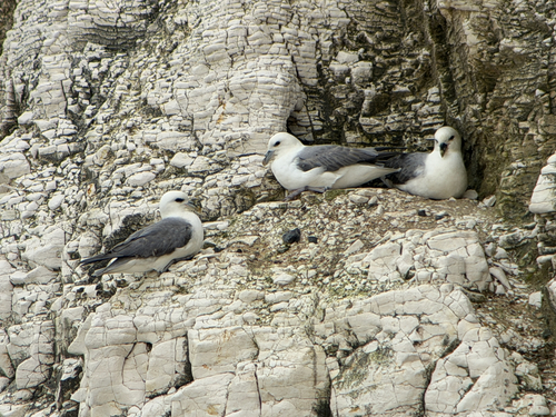 Northern Fulmar (Fulmarus glacialis), photo 4