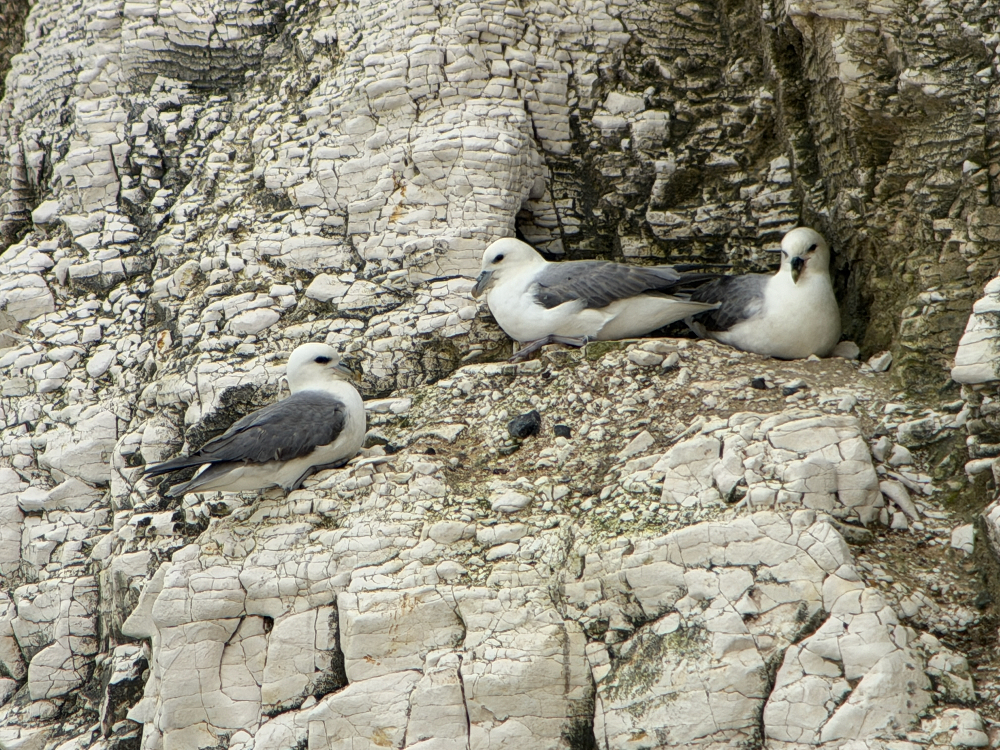 Northern Fulmar (Fulmarus glacialis), photo 5