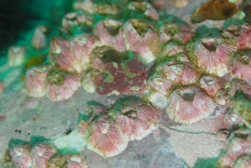 Eumicrotremus awae