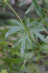 Aconitum karakolicum