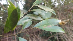 Magnolia compressa