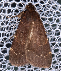 Hydrillodes funestalis