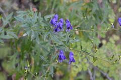 Aconitum karakolicum