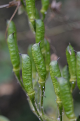 Aconitum karakolicum