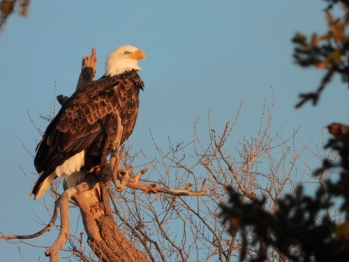 Bald Eagle