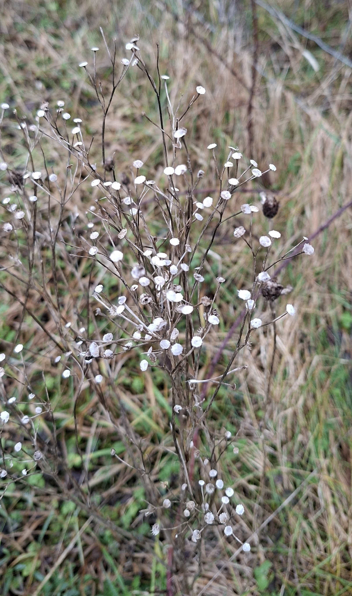 Sneezewort