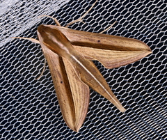 Theretra silhetensis