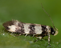 Macrobathra platychroa
