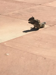 Funambulus pennantii