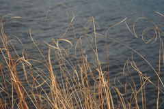 Carex buchananii
