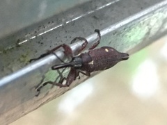 Rhinotia bidentata