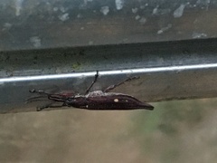 Rhinotia bidentata