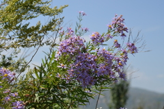 Galatella coriacea
