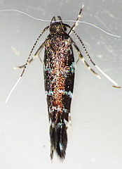 Stagmatophora argyrostrepta