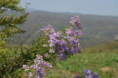 Galatella coriacea