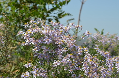 Galatella coriacea