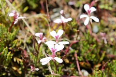 Pelargonium laevigatum